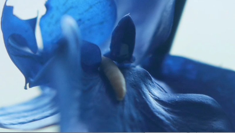 Illustration for article titled Upstream Color is the first masterpiece of the year